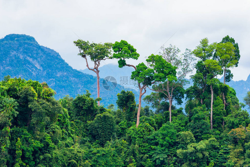 郁葱的绿色热带雨林与背景山图片