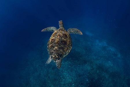 海龟在蓝海中游泳绿图片