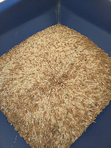 泰国糙米来自稻谷分离机在碾米中图片