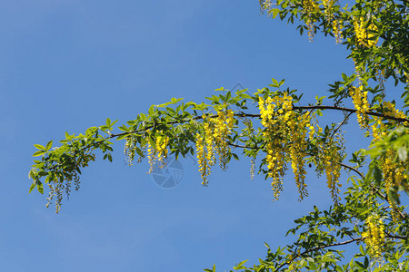 拉本木树生动的黄色花图片