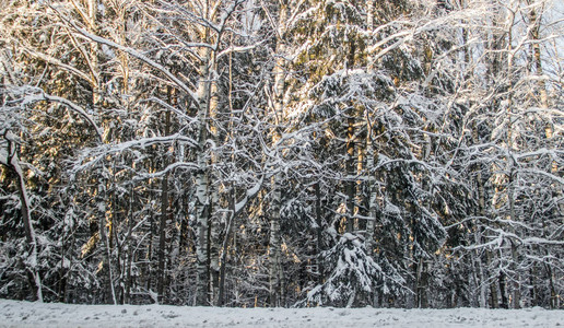 冬季森林的景色令人惊叹图片