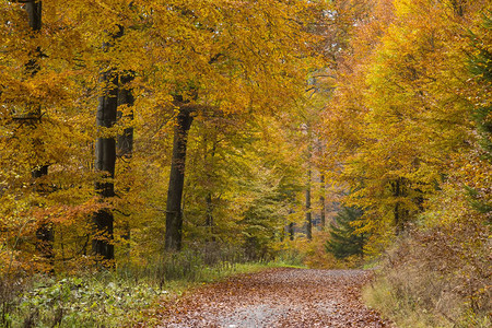 德国Sauerland森林的秋天图片