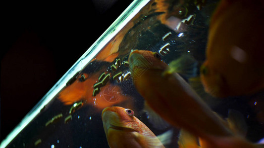 金鱼在水族馆游泳和进食中的底部景色水族馆的金鱼喂养时图片