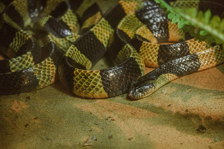 Fasciatus是一种有毒的蛇图片
