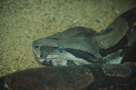 蟒蛇是一条美丽的蛇可以在北美和南美的图片