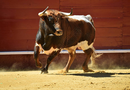 斗牛用西班牙图片