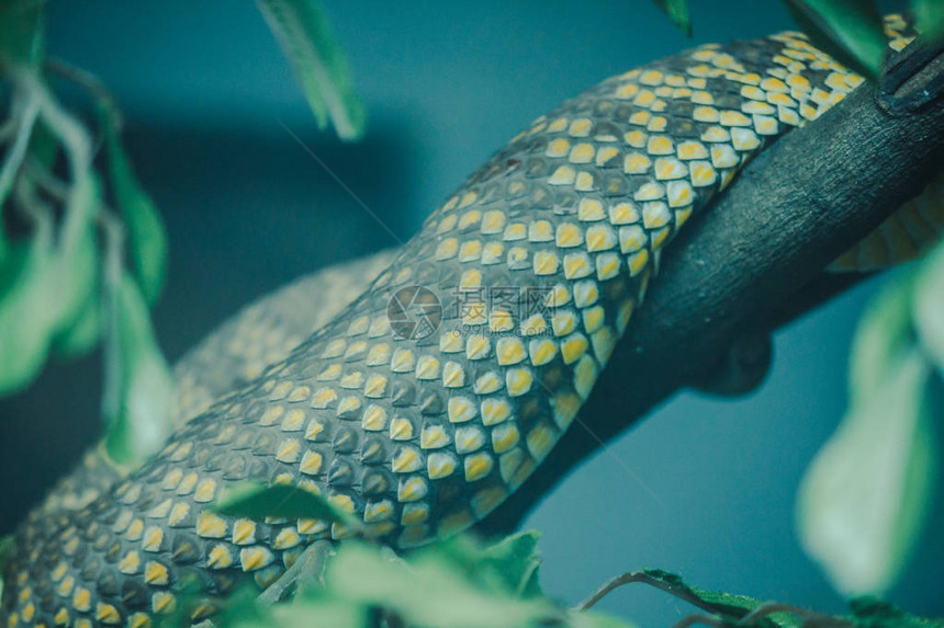 红树林毒蛇的皮肤是黄色的黑图片