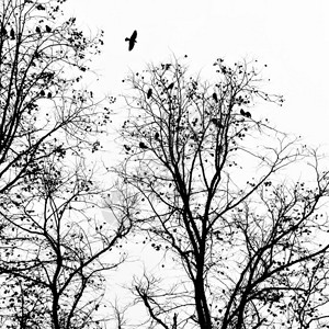 乌鸦在冬树上飞来去其他人图片