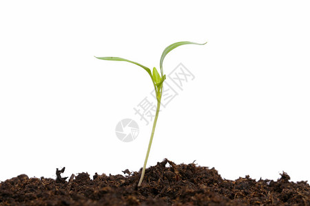 土壤中年轻的辣椒植物在图片