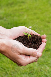 手握着从土壤中发芽的植物种子图片