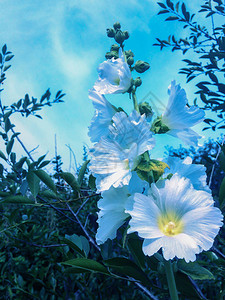 花园开白锦葵蓝天自然本底图片