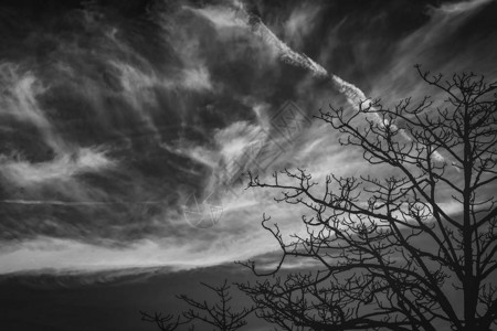 在黑暗的戏剧天空和云彩背景上勾勒出死树的轮廓图片