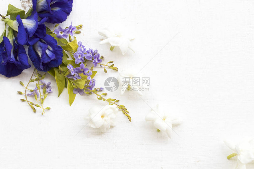 白花白花茉莉和紫花当地方花生的亚西雅配制扁图片