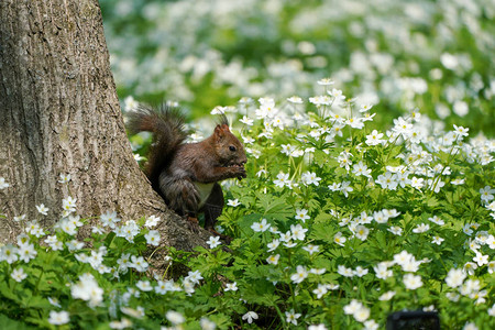 春天森林里的松鼠背景图片