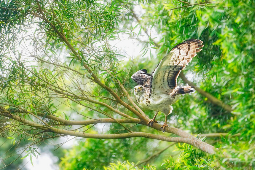 石垣岛的凤头蛇鹰图片