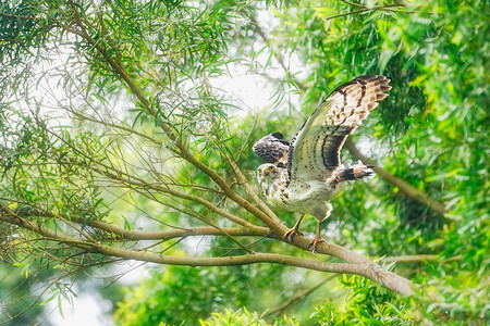石垣岛的凤头蛇鹰高清图片