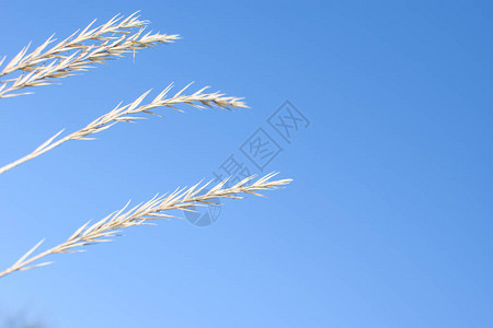 干草的小穗在蓝天的背景下。图片