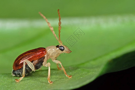 绿叶上小甲虫的微距摄影图片