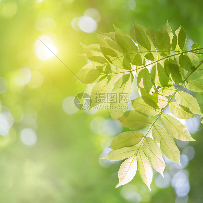 绿叶模糊背景下的绿叶特写自然景观与复制空间背景天然绿色植物景观生态图片