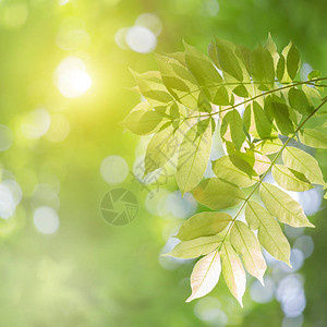 绿叶模糊背景下的绿叶特写自然景观与复制空间背景天然绿色植物景观生态图片