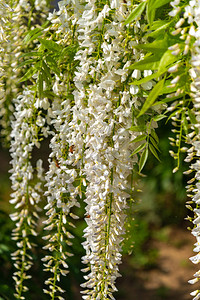 白色的维斯特利亚花树全盛美图片
