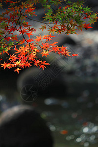日本花园的景象有红色图片