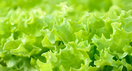 生菜沙拉留下绿色背景天然花园新鲜蔬菜图片