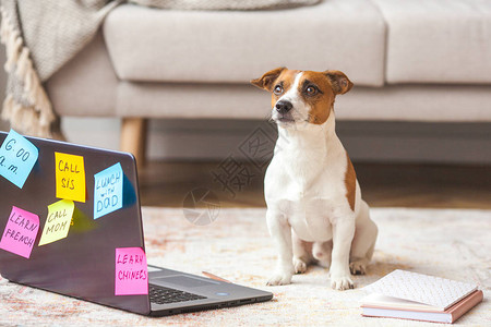 室内的小狗宠物在笔记本电脑上可爱的狗有很多人工任务要做超载的杰克图片