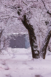 大自然的白色颜树枝下雪是在冬图片