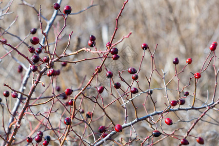 收集者成熟浆果的臀部灌木丛灌木上的dogrose的浆果野玫瑰的果实多刺的dogrose红玫瑰果红色成熟的野蔷薇浆背景
