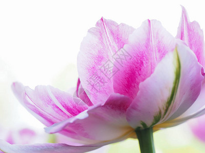 单粉色的花叶郁金香背景白色背景图片