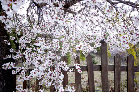 春季树早午餐上的杏仁树开花图片