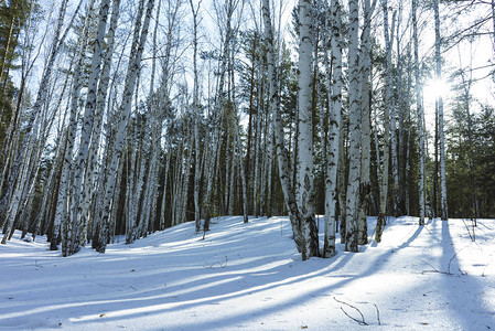 冬季景观中的自然白桦树图片