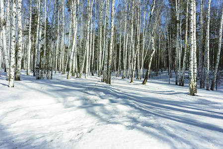冬季景观中的自然白桦树图片
