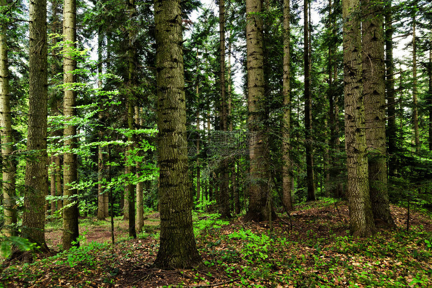 春时混合森林的深色背景树苗图片
