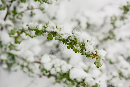 春天雪中的醋栗分支绿叶和雪图片