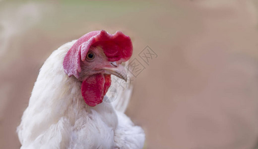 一条滑稽的白鸡的肖像一个大红冠在模糊的背景图片