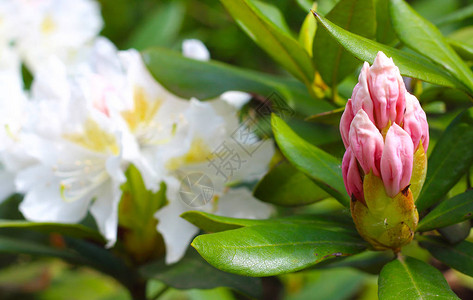 美丽的粉红色杜鹃花蕾在花园里模糊的自然背景鲜花背景或壁纸特写图片