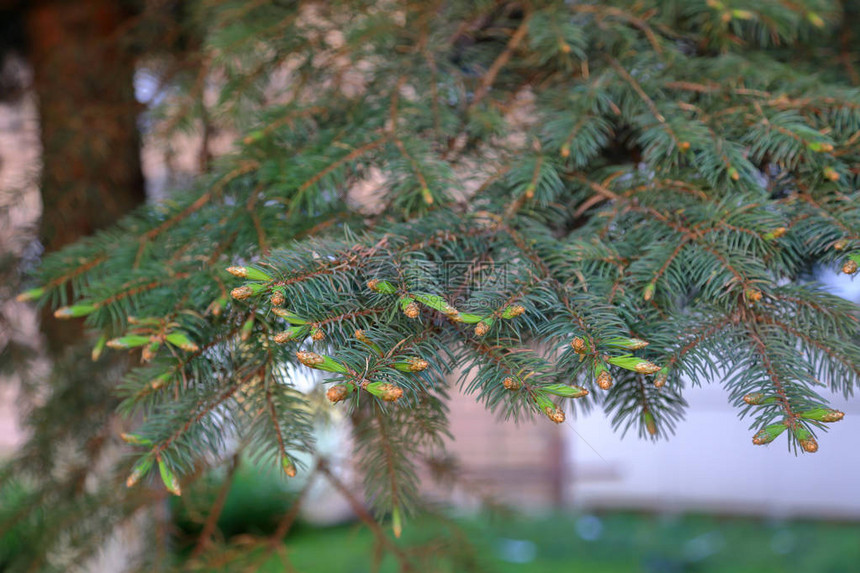 常绿针叶树富有质感的叶子图片
