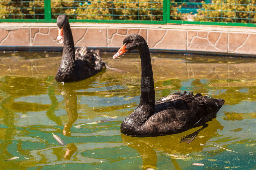 池塘上的黑天鹅动物图片