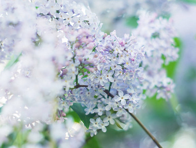 丁香花自然开花背景图片