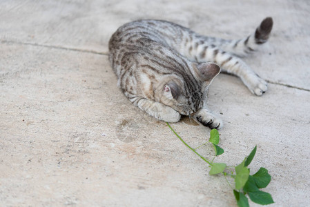 可爱的小猫图片