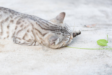 可爱的小猫图片