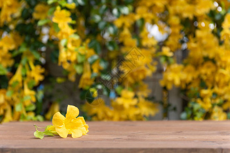 天然棕色木板有美丽的黄花和绿叶背图片