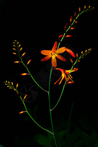 黑色背景的MontbretiaCrocosmia花朵的图片
