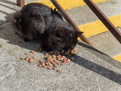 黑毛茸的猫从地上吃食物图片