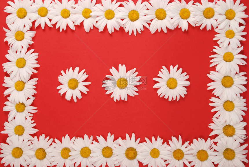 带有文字空间的Camomile框架红色背景的花草药明图片