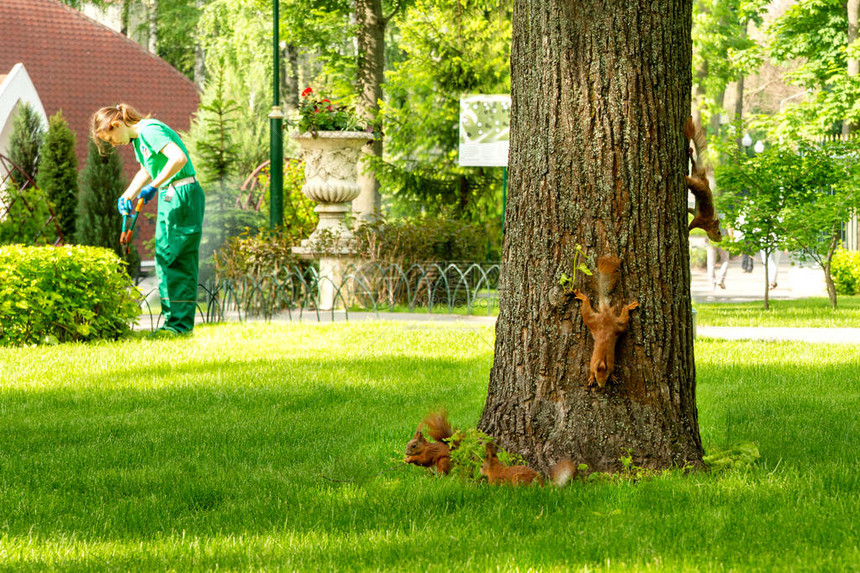 松鼠在公园里的橡树周围跑来去很有趣一位身穿绿色工作服的园丁妇女正在公园里用剪刀图片