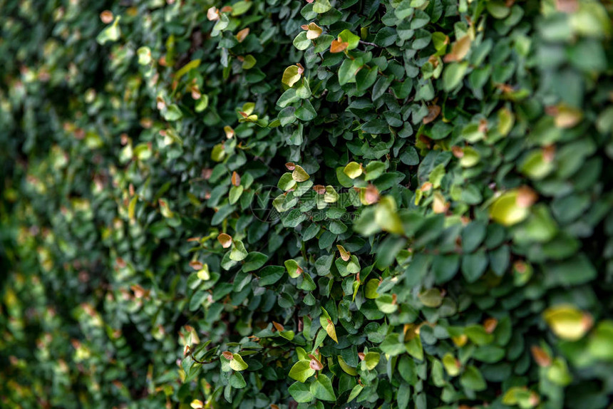 植物区系背景绿叶图片