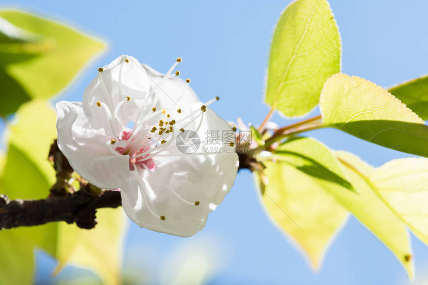春季梨花枝的春鲜花刺近缝合带复制空图片